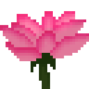 File:Lotus Flower.png